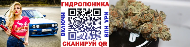 Шишки марихуана OG Kush  дарнет шоп  Заволжск 